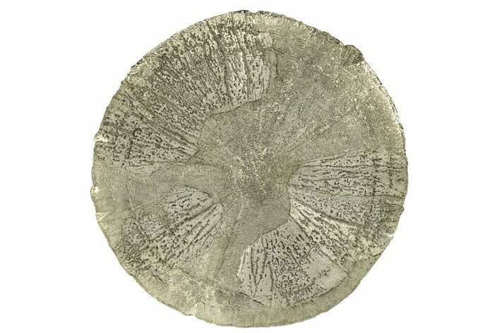 Pyrite Sun - Sparta, Illinois #180646